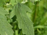 Chenopodium ficifolium 9, Stippelganzenvoet, Saxifraga-Sonja Bouwman  630. Stippelganzenvoet - Chenopodium ficifolium - Amaranthaceae familie (i)