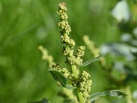 Chenopodium glaucum 17, Zeegroene ganzenvoet, Saxifraga-Sonja Bouwman  817. Zeegroene ganzenvoet - Chenopodium glaucum - Amaranthaceae familie (i) De Zaag (Krimpen aan de Lek), Utrecht