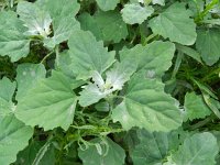 Chenopodium opulifolium 2, Sneeuwbalganzenvoet, Saxifraga-Rutger Barendse