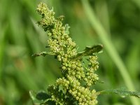 Chenopodium pumilio 12, Liggende ganzenvoet, Saxifraga-Sonja Bouwman  829. Liggende ganzenvoet - Chenopodium pumilio - Amaranthaceae familie (i) Ewijkse plaat (Ewijk)