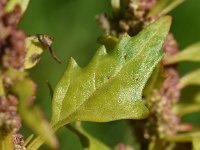 Chenopodium rubrum 21, Rode ganzenvoet, Saxifraga-Sonja Bouwman  642. Rode ganzenvoet - Chenopodium rubrum - Amaranthaceae familie (i)