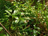 Chimophylla umbellata