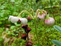 Chimophylla umbellata 4, Saxifraga-Hans Grotenhuis