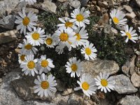 Chrysanthemum alpinum