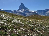 Chrysanthemum alpinum 4, Saxifraga-Harry Jans