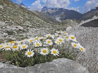 Chrysanthemum alpinum 6, Saxifraga-Harry Jans