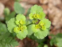 Chrysosplenium alternifolium 29, Verspreidbladig goudveil, Saxifraga-Tom Heijnen