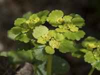 Chrysosplenium oppositifolium 14, Paarbladig goudveil, Saxifraga-Willem van Kruijsbergen