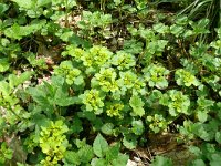 Chrysosplenium oppositifolium 18, Paarbladig goudveil, Saxifraga-Hans Grotenhuis