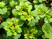 Chrysosplenium oppositifolium 19, Paarbladig goudveil, Saxifraga-Hans Grotenhuis