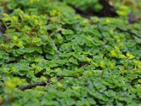 Chrysosplenium oppositifolium 20, Paarbladig goudveil, Saxifraga-Tom Heijnen