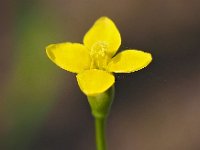 Cicendia filiformis 34, Draadgentiaan, Saxifraga-Mark Zekhuis