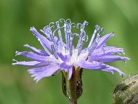 Cicerbita alpina 19, Saxifraga-Sonja Bouwman  Alpine blue sow thistle - Cicerbita alpina - Asteraceae familie