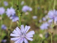 Cichorium intybus 48, Wilde cichorei, Saxifraga-National Botanical Garden of Latvia