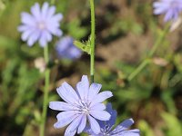 Cichorium intybus 49, Wilde cichorei, Saxifraga-National Botanical Garden of Latvia