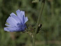 Cichorium intybus 52, Wilde cichorei, Saxifraga-Willem van Kruijsbergen