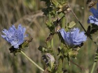 Cichorium intybus 53, Wilde cichorei, Saxifraga-Willem van Kruijsbergen