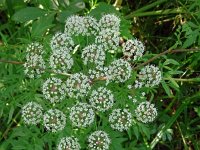 Cicuta virosa 13, Waterscheerling, Saxifraga-Hans Grotenhuis