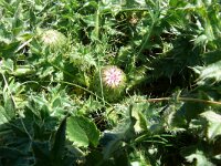 Cirsium acaulis 28, Aarddistel, Saxifraga-Hans Grotenhuis