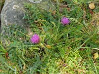 Cirsium acaulis 31, Aarddistel, Saxifraga-Hans Grotenhuis