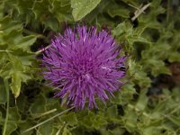 Cirsium acaule 1, Aarddistel, Saxifraga-Jan van der Straaten