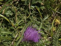 Cirsium acaule 10, Aarddistel, Saxifraga-Willem van Kruijsbergen