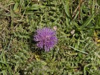 Cirsium acaule 11, Aarddistel, Saxifraga-Willem van Kruijsbergen