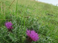 Cirsium acaule 12, Aarddistel, Saxifraga-Rutger Barendse