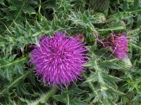 Cirsium acaule 13, Aarddistel, Saxifraga-Rutger Barendse