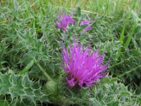 Cirsium acaule 14, Aarddistel, Saxifraga-Rutger Barendse