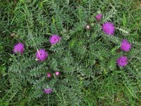 Cirsium acaule 15, Aarddistel, Saxifraga-Rutger Barendse