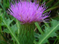 Cirsium acaule 16, Aarddistel, Saxifraga-Ed Stikvoort