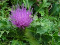 Cirsium acaule 17, Aarddistel, Saxifraga-Ed Stikvoort