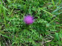 Cirsium acaule 18, Aarddistel, Saxifraga-Ed Stikvoort