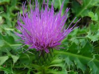 Cirsium acaule 19, Aarddistel, Saxifraga-Ed Stikvoort