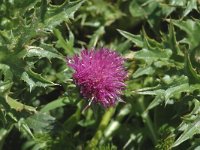 Cirsium acaule 2, Aarddistel, Saxifraga-Jan van der Straaten