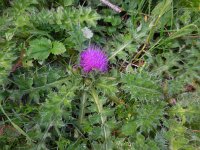 Cirsium acaule 20, Aarddistel, Saxifraga-Ed Stikvoort