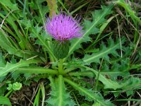 Cirsium acaule 21, Aarddistel, Saxifraga-Ed Stikvoort