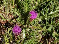 Cirsium acaule 22, Aarddistel Saxifraga-Ed Stikvoort