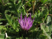 Cirsium acaule 25, Aarddistel, Saxifraga-Rutger Barendse