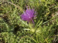 Cirsium acaule 26, Aarddistel, Saxifraga-Willem van Kruijsbergen