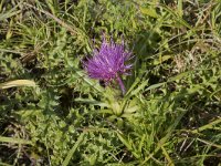 Cirsium acaule 27, Aarddistel, Saxifraga-Willem van Kruijsbergen