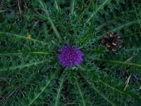 Cirsium acaule 3, Aarddistel, Saxifraga-Dirk Hilbers