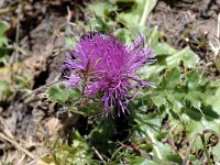 Cirsium acaule 4, Aarddistel, Saxifraga-Jan van der Straaten