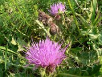 Cirsium acaule 5, Aarddistel, Saxifraga-Jan Willem Jongepier