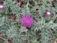 Cirsium acaule 6, Aarddistel, Saxifraga-Jasenka Topic