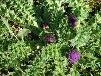 Cirsium acaule 7, Aarddistel, Saxifraga-Jasenka Topic