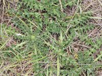 Cirsium acaule 8, Aarddistel, Saxifraga-Rutger Barendse