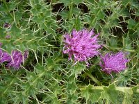 Cirsium acaule 9, Aarddistel, Saxifraga-Jasenka Topic