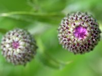 Cirsium arvense 43, Akkerdistel, Saxifraga-Tom Heijnen